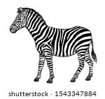 drawing of zebra. sketch of... | Shutterstock . vector #1543347884