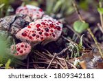 Small photo of Inedible Hydnellum peckii fungus with funnel-shaped cap with a white edge and bright red guttation droplets, common names: strawberries and cream, bleeding Hydnellum, Devil's tooth.