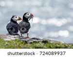 Puffin Couple Enjoying The View ...