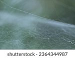 Small photo of Gossamer Delicate Spider Web Amongst Green Foliage. Spider web intricately woven within lush foliage, a delicate and mesmerizing natural pattern.