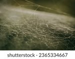 Small photo of Gossamer Delicate Spider Web Amongst Green Foliage. Spider web intricately woven within lush foliage, a delicate and mesmerizing natural pattern.