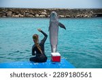 Dolphin Trainer Out Of Water In ...