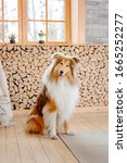 The Rough Collie Dog At Home....