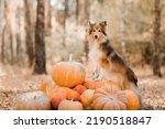 Dog with pumpkins. Shetland Sheepdog. Thanksgiving day. Fall season. Halloween holidays. Sheltie dog breed