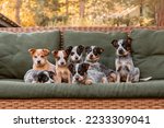 Small photo of Australian cattle dog puppy outdoor. Blue and red heeler dog breed. Puppies on the backyard. Dog litter. Dog kennel