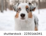 Dog nose. Australian Shepherd dog close up. Dog in winter. Blue eyes dog. Selective focus