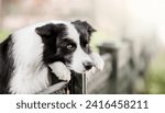 Small photo of Melancholic Border Collie Resting Against Fence in Urban Setting
