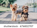 Two Yorkshire terrier dogs on the walk. Puppy and adult dog together. Dogs family. Cute pet