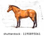 Horse Sketch   Oil Color...