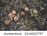 Small photo of Fly agaric mushroom. Amanita muscaria mushroom. Beautiful mushroom at the forest. Redcap fungi.