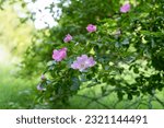 Small photo of Rosa rubiginosa (sweet briar, sweetbriar rose, sweet brier or eglantine). Pink wild rose flowers.