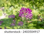 Small photo of Cleome hassleriana, Spider flower in the garden. Species of Cleome are commonly known as spider flowers, spider plants, spider weeds, or bee plants.