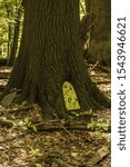Small photo of Funny little hobbit door on the tunk of a tree in the forest