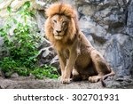 Male Lion Laying On The Rock