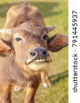 Close Up A Buffalo Calf Smiles...