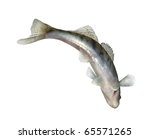 A freshwater fish with long tail image - Free stock photo - Public ...