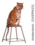 Small photo of A circus tiger obediently sits on a pedestal. Isolated on white background. Suitable for collage and any design