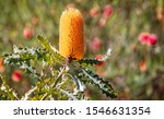 Small photo of Close up of vibrant yellow Western Australian Ashby's banksia flower head