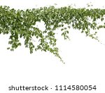 Climbing plants or plant tropical foliage vine,Ivy green hang,beautiful tree abstract texture isolated on white background.Concept or objects nature for design and decoration.