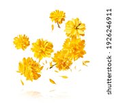 Small photo of A beautiful image of sping yellow dandelion flowers flying in the air on white background. Levitation conception. Hugh resolution image