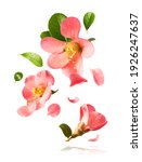 Small photo of A beautiful image of sping pink flowers flying in the air on the white background. Levitation conception. Hugh resolution image