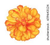 Watercolor Marigold Flower...