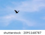 American Black Vultures Flying...