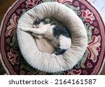 Portrait Of A Cat Sleeping In...