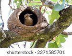 Small photo of Nest of Rufous Hornero as know as joao-de-barro. The bird that builds its house from clay to procreate. Species Furnarius rufus. Birdwatcher.