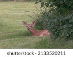 Young Fawn Lying Down In The...
