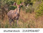 Female Kudu In Dense Bush ...