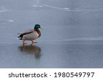 Duck Walking On The Frozen Lake