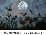 Full moon with silhouette cosmos flower garden at night.