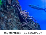 King Crab In The Blue Deep Sea. ...