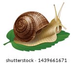 Snail. Vector Illustration Of...
