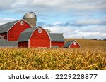 Small photo of Typical rustic red-painted wooden Barns with a Silo - American Farm, surrounded by yellow Corn Field