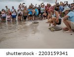 Small photo of Higgs beach, Key West, Florida, USA, 9172022, Green sea turtles being released into the sea after being treated at the turtle hospital in with crowds of people watching the release of the turtles