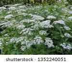 View of a white flower meadow of Aegopodium podagraria L. commonly called ground elder, herb gerard, bishop's weed, goutweed, gout wort, and snow-in-the-mountain. Poland, Europe
