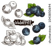 Blueberries. Hand Drawn...