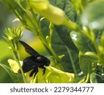 Large Black Bee - Xylocopa tabaniformis, in flight in Mazalan Mexico