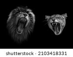 Lion and lioness roar at each other. Portrait of angry lions.
