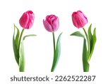 Pink tulip flower isolated on...