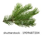 pine tree branch isolated on white background without shadow