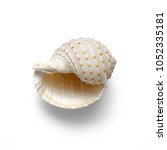  Isolated Shells With White...