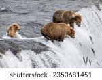 brown bears stand on the edge of Brooks Falls waiting for salmon to jump up the falls.