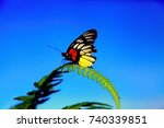 Butterfly On Blue Sky...