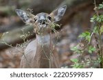 Baby Female Deer Has Spotted...