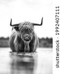 Scottish Highlander Cow In...