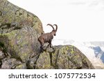 Alpine Wild Ibex Climbing Rocks ...