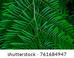 trees and plants in the... | Shutterstock . vector #761684947